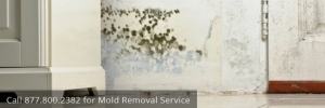 mold_removal_faqs