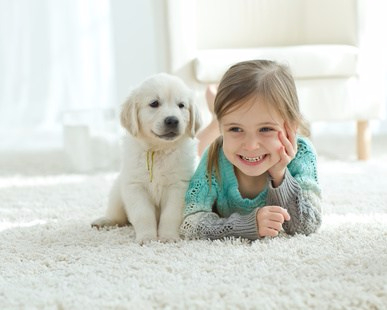AdvantaClean of Cary How to Maintain Good Air Quality with Pets